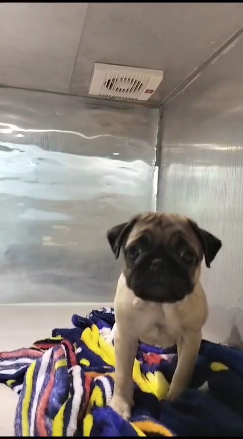 Pug Puppy Available 🐶 in Dubai