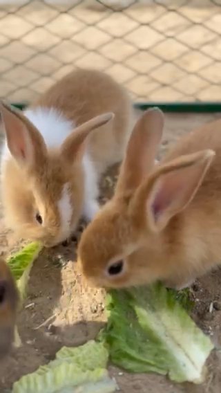 4 Rabbits For Sale,each 50 AED in Dubai