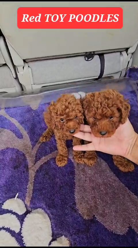 Pure Toy Poodle Puppies 🐶 in Dubai