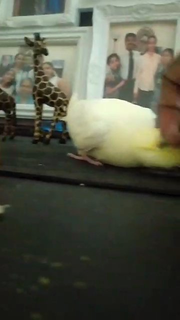 42 days old cockateil chick in Dubai