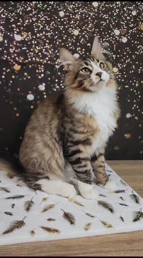 5 months old pure breed Maine coon with pedigree in Dubai