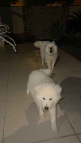 Samoyed males Puppies 4.5 Months Old in Dubai
