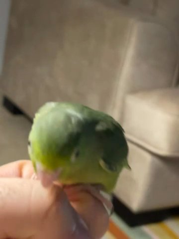 World’s Smallest Parrot “parrotlet” in Abu Dhabi