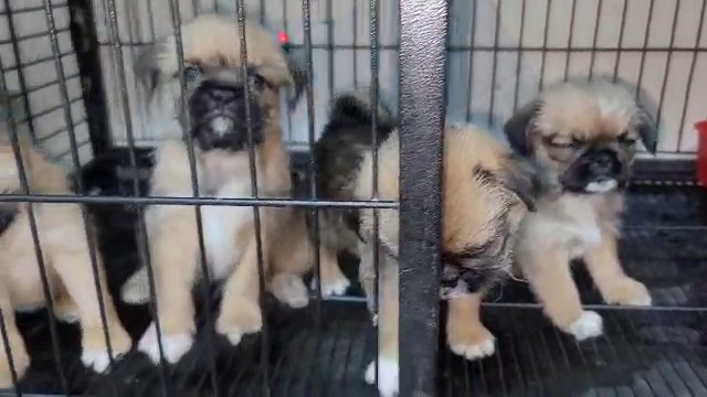 Pikinis Puppies in Dubai