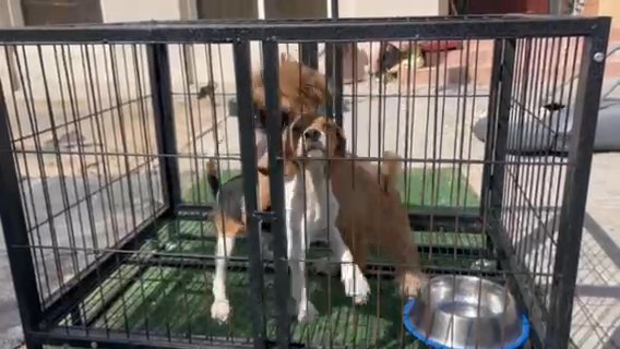 Beagle Male 3.5 Months in Dubai