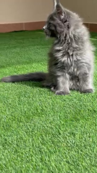Maincoon Females Top Quality For Rehoming in Dubai