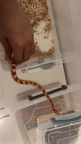 Corn Snake in Dubai
