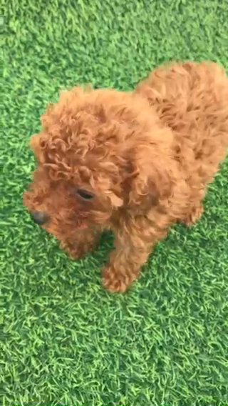 Teacup poodle puppy for sale in Sharjah