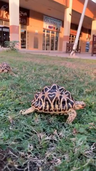 Indian Star Tortoise 🐢 in Dubai