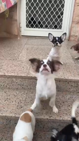 Chihuahua Male Puppy’s in Fujairah