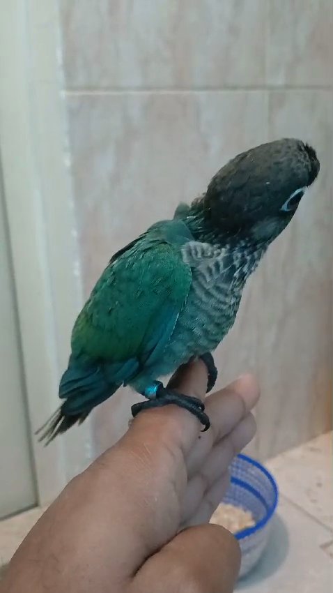 Turquoise conure baby in Sharjah