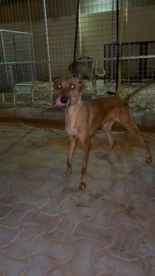 Spanish Greyhound in Dubai