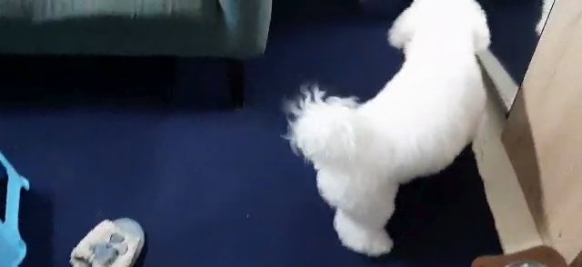 toy poodle white poodle male poodle mating stud session in Abu Dhabi