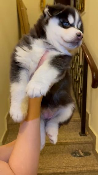 Pure Bloodline 100% Giant Siberian Husky / Female And male / BI Color (Blue-Brown) / 33 Days Old in Abu Dhabi
