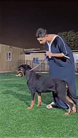 Dog trainer in Dubai