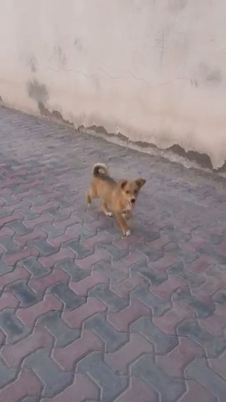 Pomsky And Golden Retriever Puppy Male in Abu Dhabi