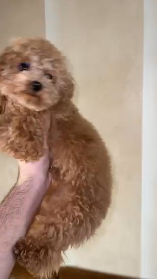 Toy Poodle Female 11 Months in Dubai