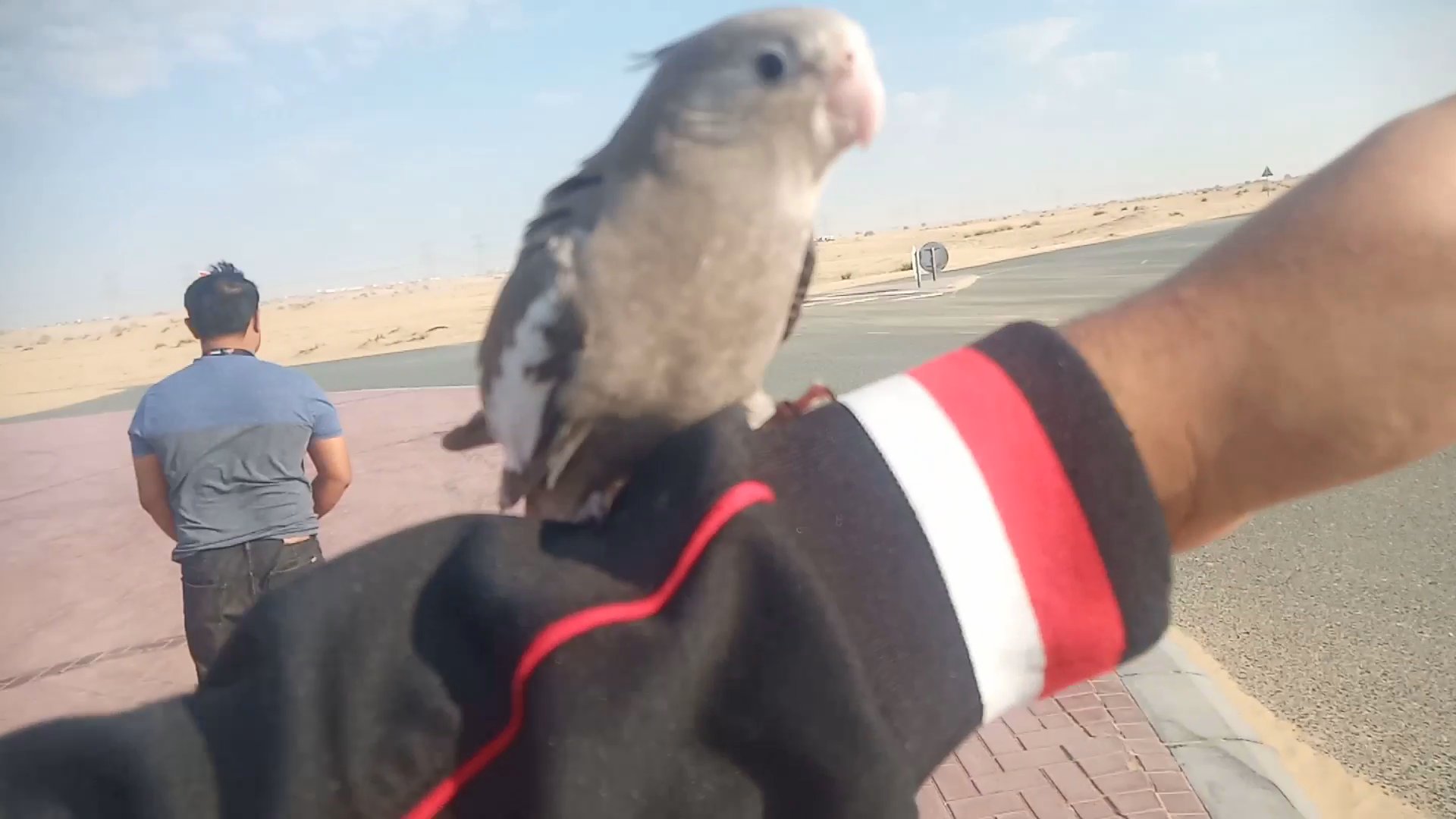 2 Outdoor free flight cockatiel in Dubai