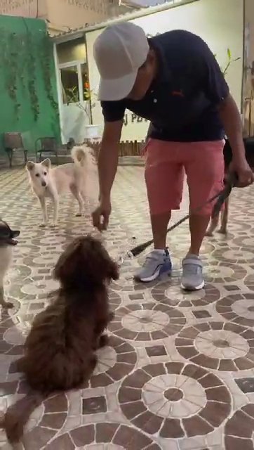 Dog Training in Dubai