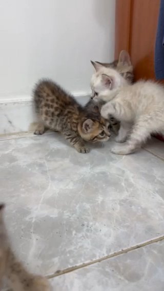 Bengal Kittens in Dubai