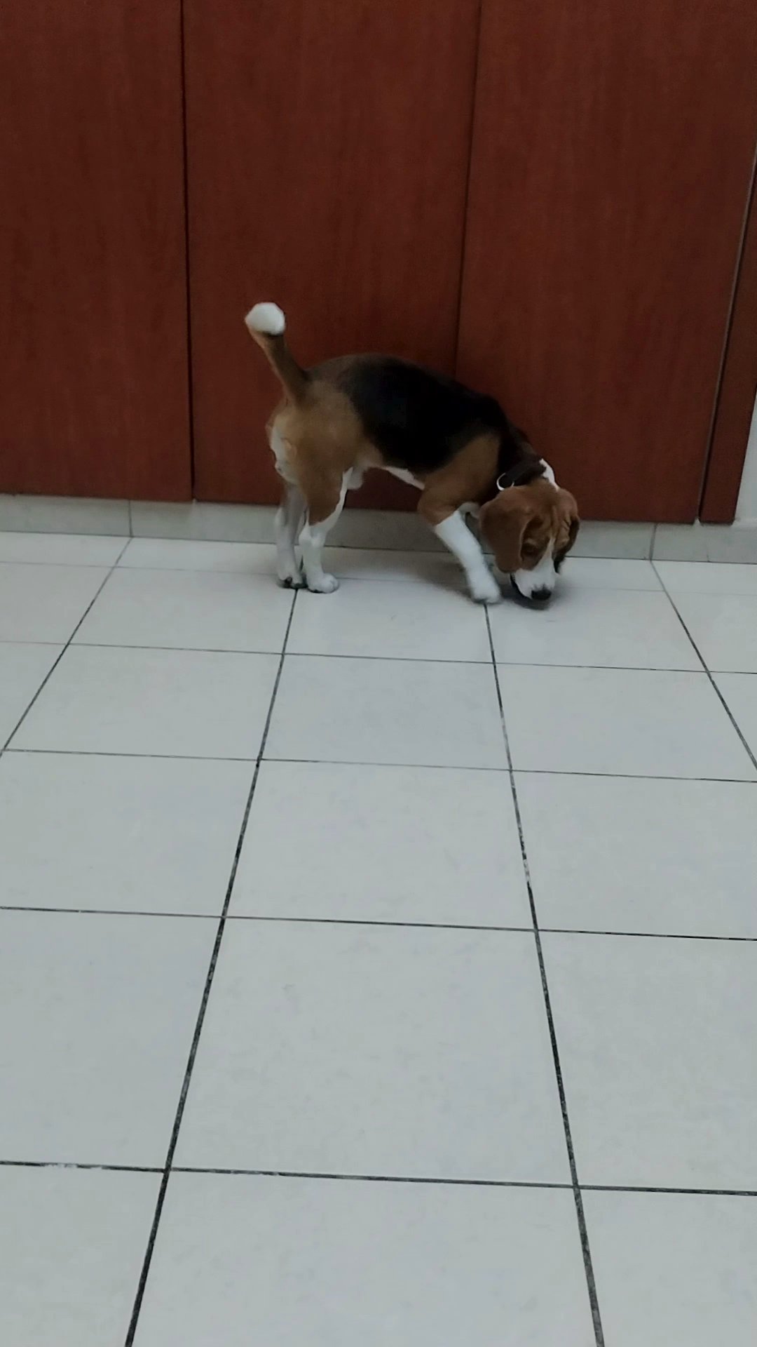Beagle dog in Dubai