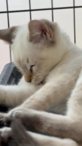 [Sold] Siamese Kitten in Sharjah