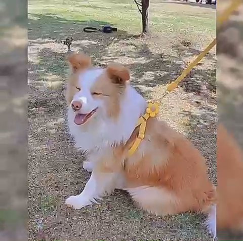 Dog & Cat Harness With Leash 🐱🐶 in Dubai