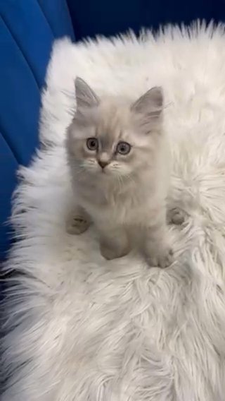 Himalayan pure Female 2 months . Funny and cute  Very clean and healthy in Ajman