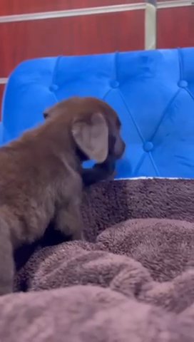 (SOLD) Male Chocolate Labrador Retriever Puppy Available in Dubai