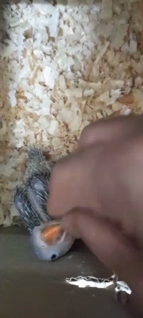 ringneck India chicks available in Dubai