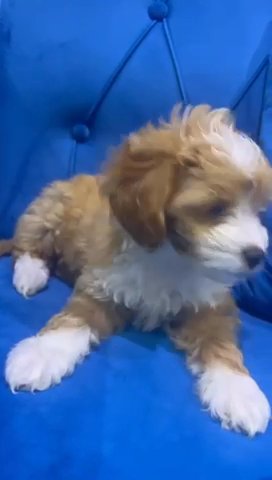 Tan And White Maltipoo Puppies Available in Dubai
