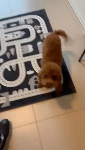 Toy Poodle 12 Months Old Female in Dubai