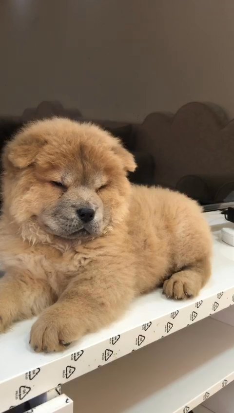 Chow Chow puppies in Sharjah