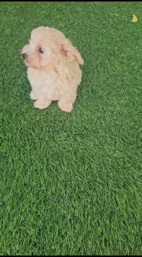 maltipoo puppy available in Dubai
