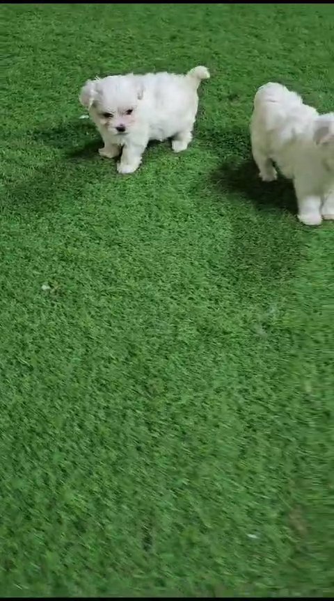 Maltese puppy available in Dubai