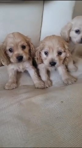 Cocker Spaniels Pup For Sale in Sharjah