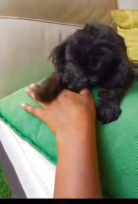 Toy Poodle Male in Dubai