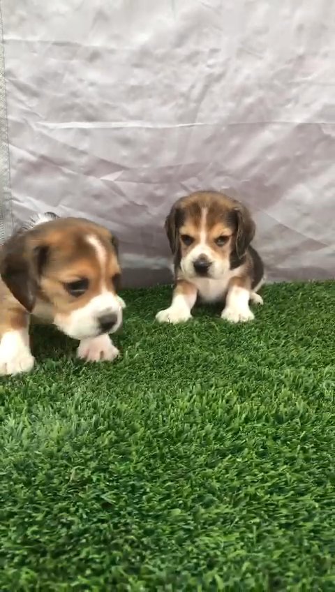 beagle puppies top quality بيجل جراوي in Sharjah