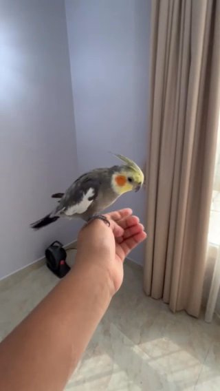 Cockatiel For Sale in Abu Dhabi