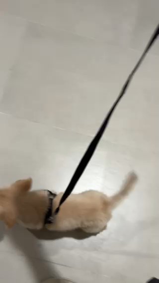 Golden Retriever Puppy For Sale in Dubai