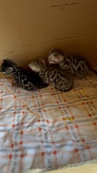 Bengal Kittens in RAK City