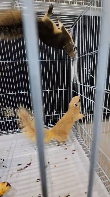 squirrel 🐿️🐿️ for breeding in Dubai