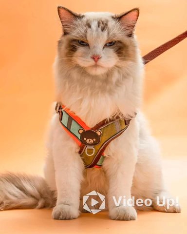 Dog & Cat Harness With Leash in Dubai