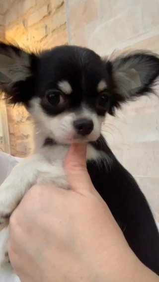 Chihuahua Longhaired Male in Fujairah