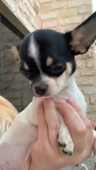 Chihuahua Male Puppy in Fujairah