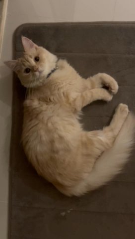 British Longhair 6 Months Cat in Dubai