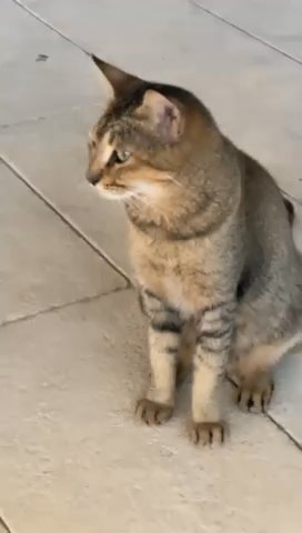 cat for adoption in Dubai