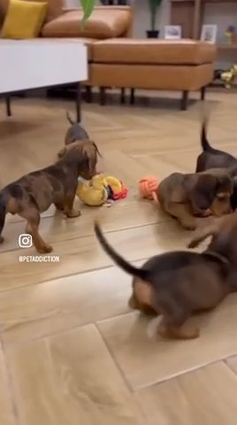 Dachshund Puppies Available in Umm Al Quwain