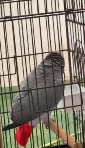 African Grey Parrot in Dubai