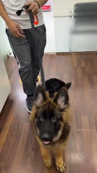 German Shepherd Puppy For Sale in Dubai